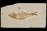 Bargain Fossil Fish (Knightia) - Wyoming #150579-1